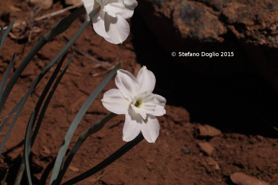 Narcissus rupicola watieri